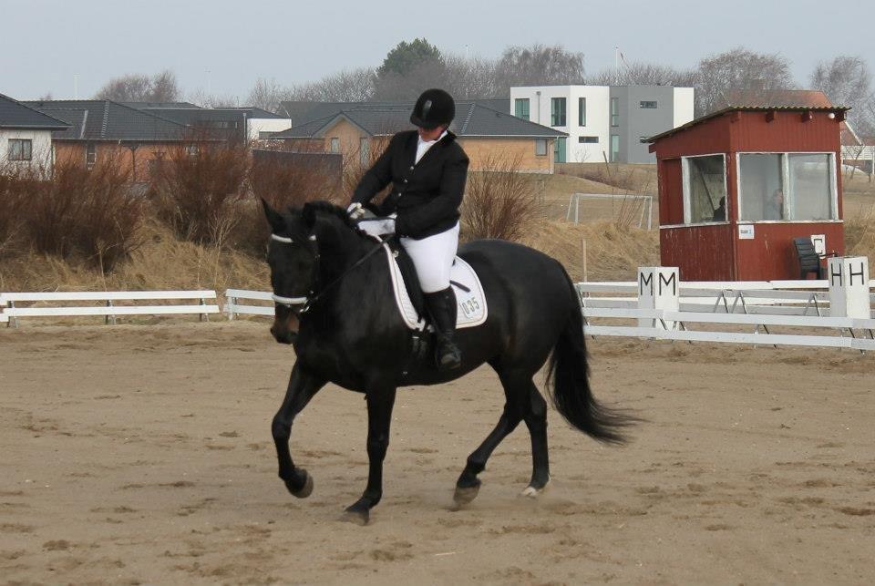 Anden særlig race Sir Arthur billede 13