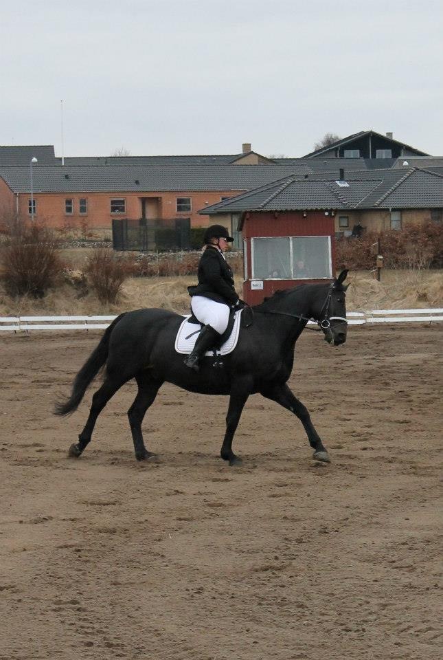 Anden særlig race Sir Arthur billede 14