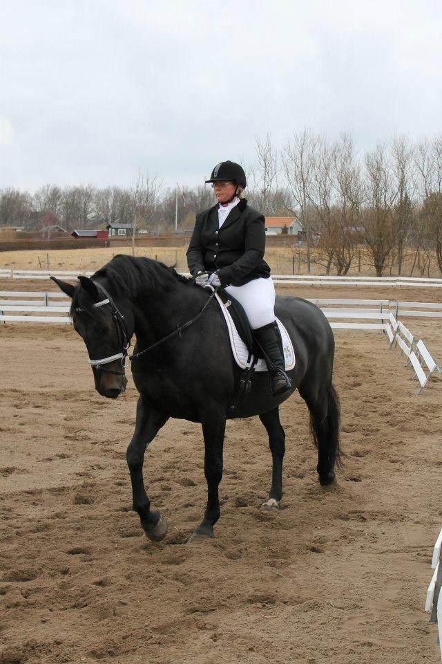 Anden særlig race Sir Arthur billede 15