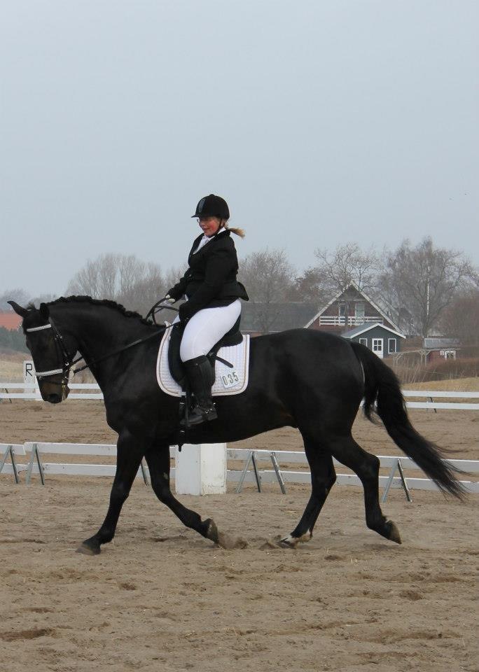 Anden særlig race Sir Arthur billede 17