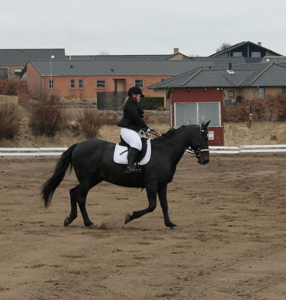 Anden særlig race Sir Arthur billede 18