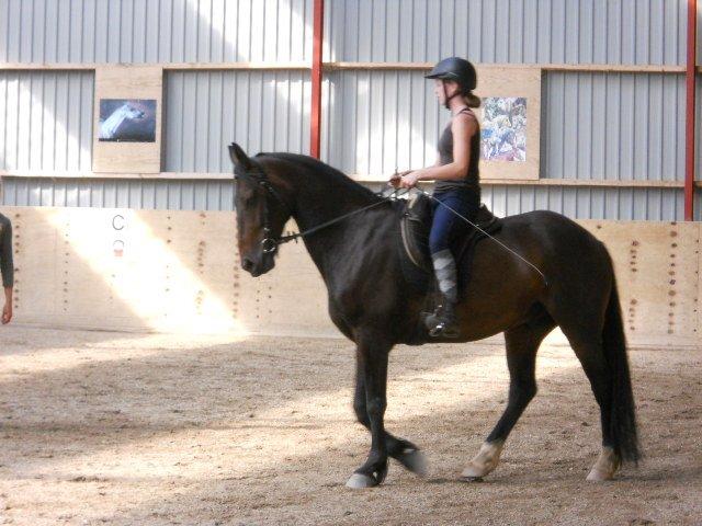 Anden særlig race Rocky billede 7