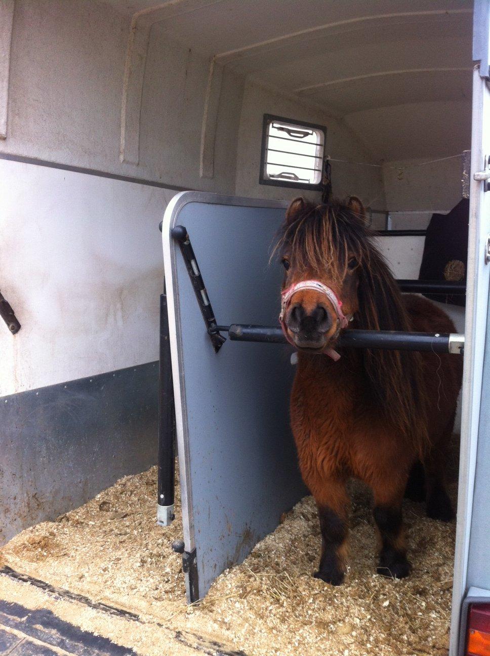 Anden særlig race Beauty - Velkommen til Beautys profil. Beauty ankommet og helt klar til at møde de nye foldkammerater... billede 1