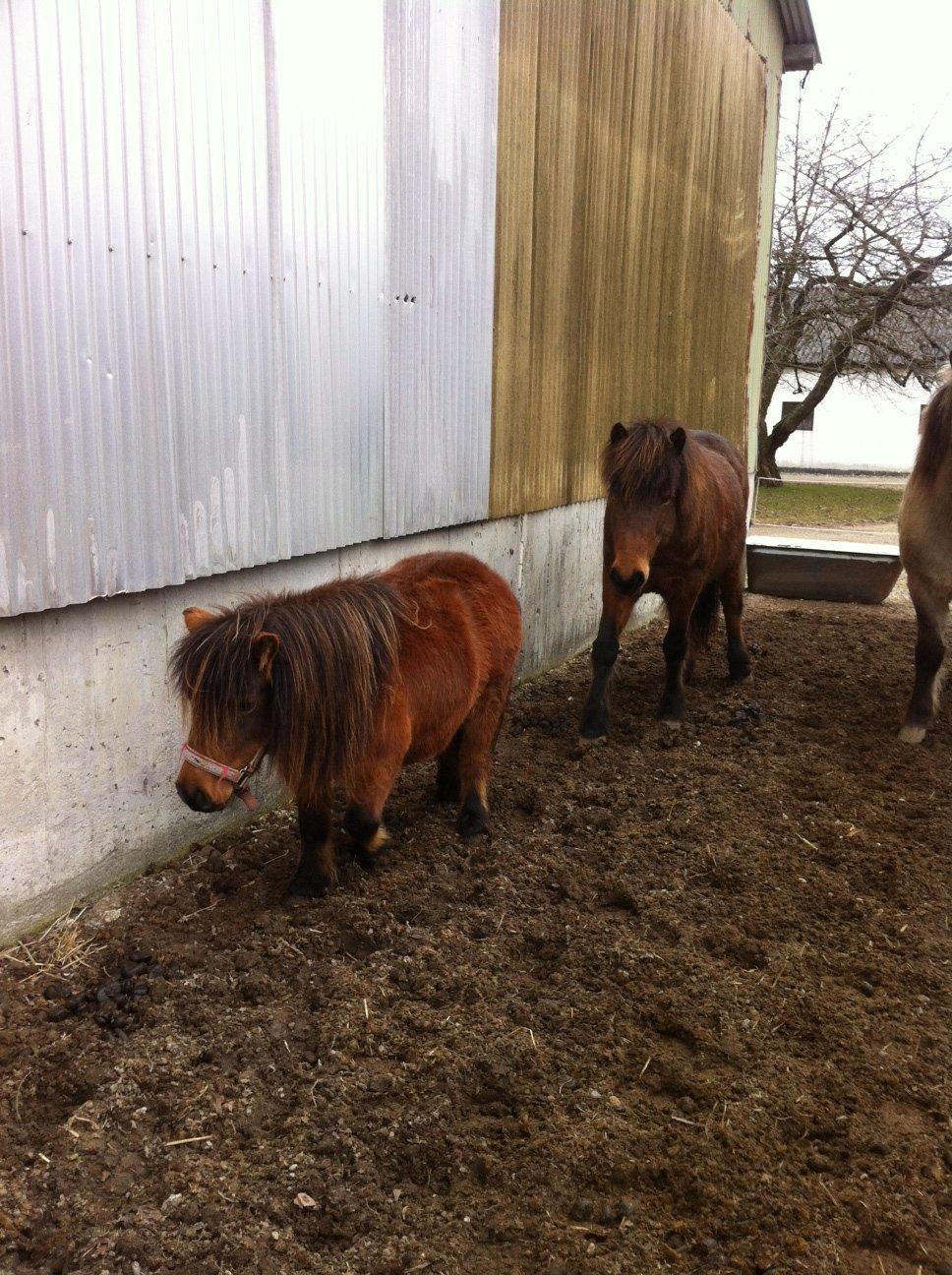 Anden særlig race Beauty billede 2