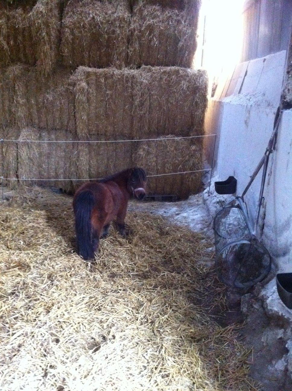 Anden særlig race Beauty - Løsdriften undersøges og er vist godkendt. billede 3