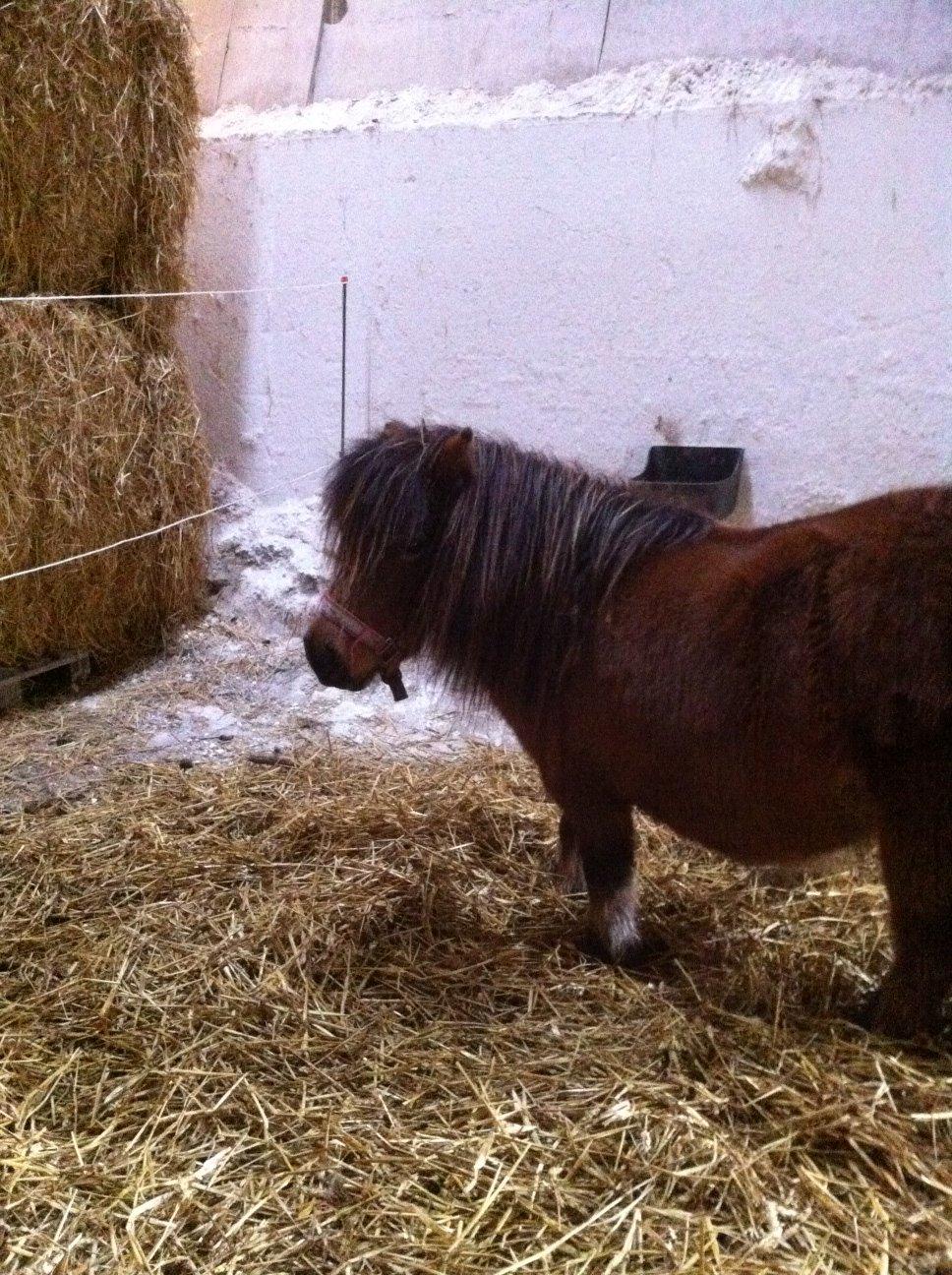 Anden særlig race Beauty billede 4