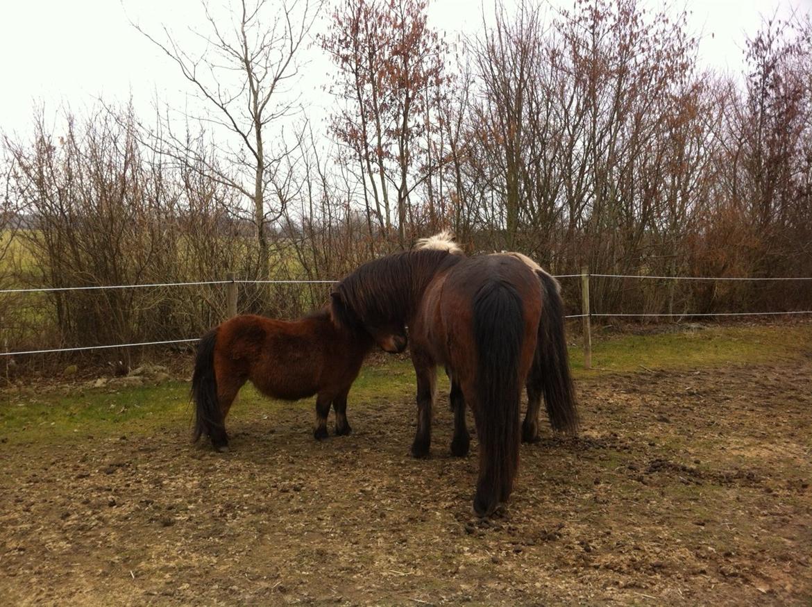 Anden særlig race Beauty - Der hilses på Katla og Fönix - de to nye venner. Katla og Beauty har dog gået på fold sammen tidligere og burde derfor kende hinanden. billede 5