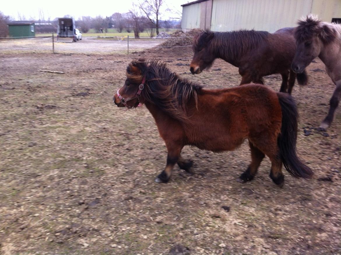Anden særlig race Beauty billede 6