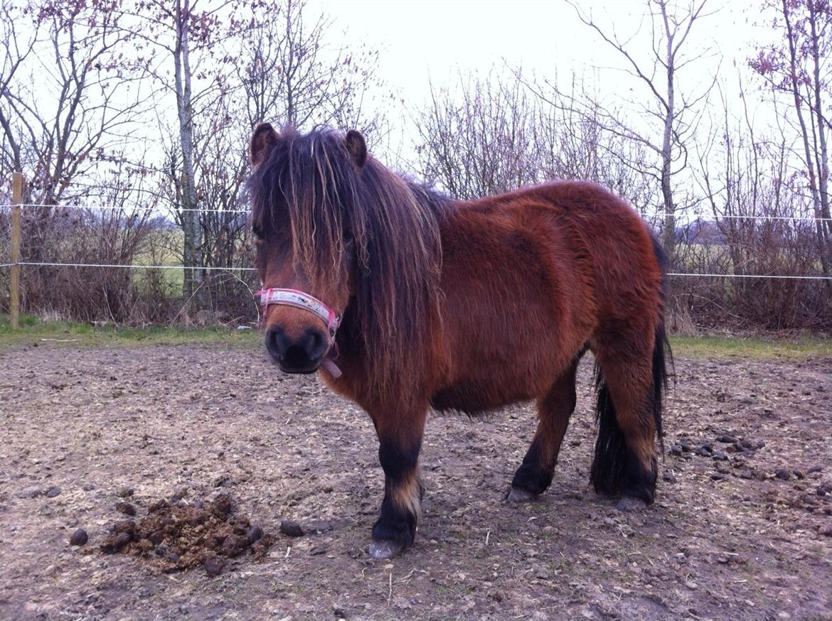 Anden særlig race Beauty billede 7