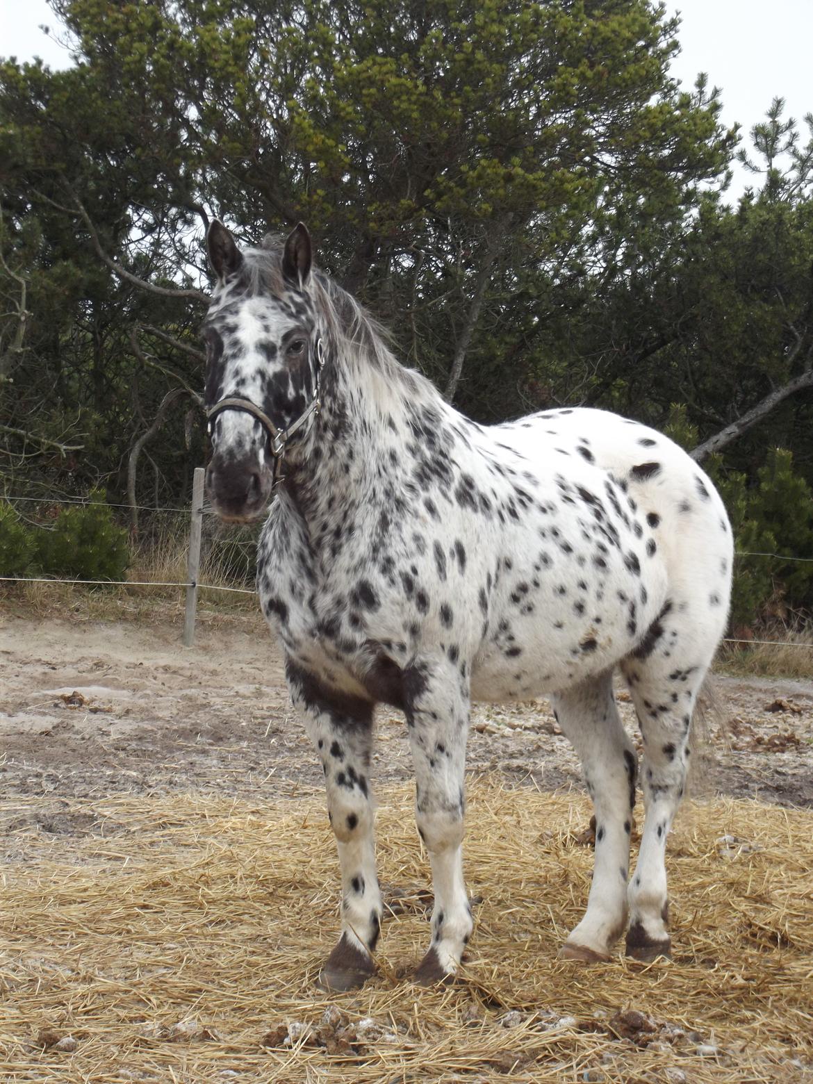 Knabstrupper plet - Min lille baby hest<3.. billede 6