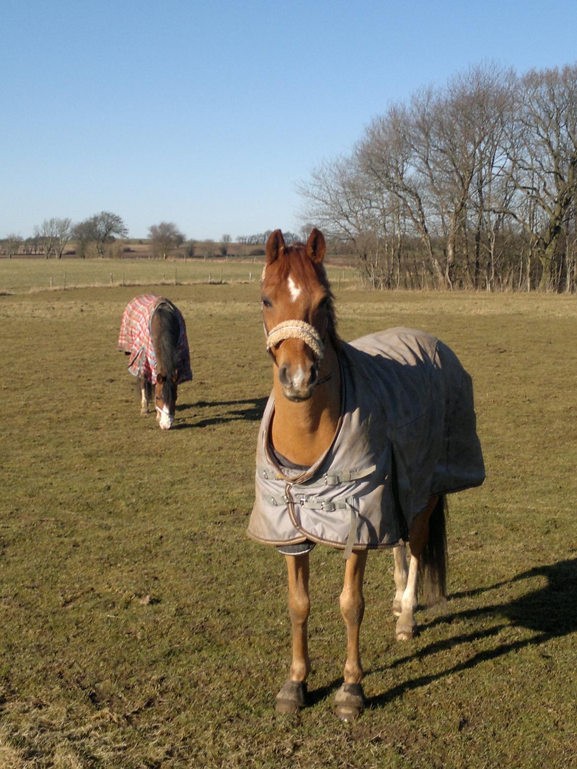 Tysk Sportspony Mennecy- B-pony - Det er hyggeligt udenfor:-) billede 8