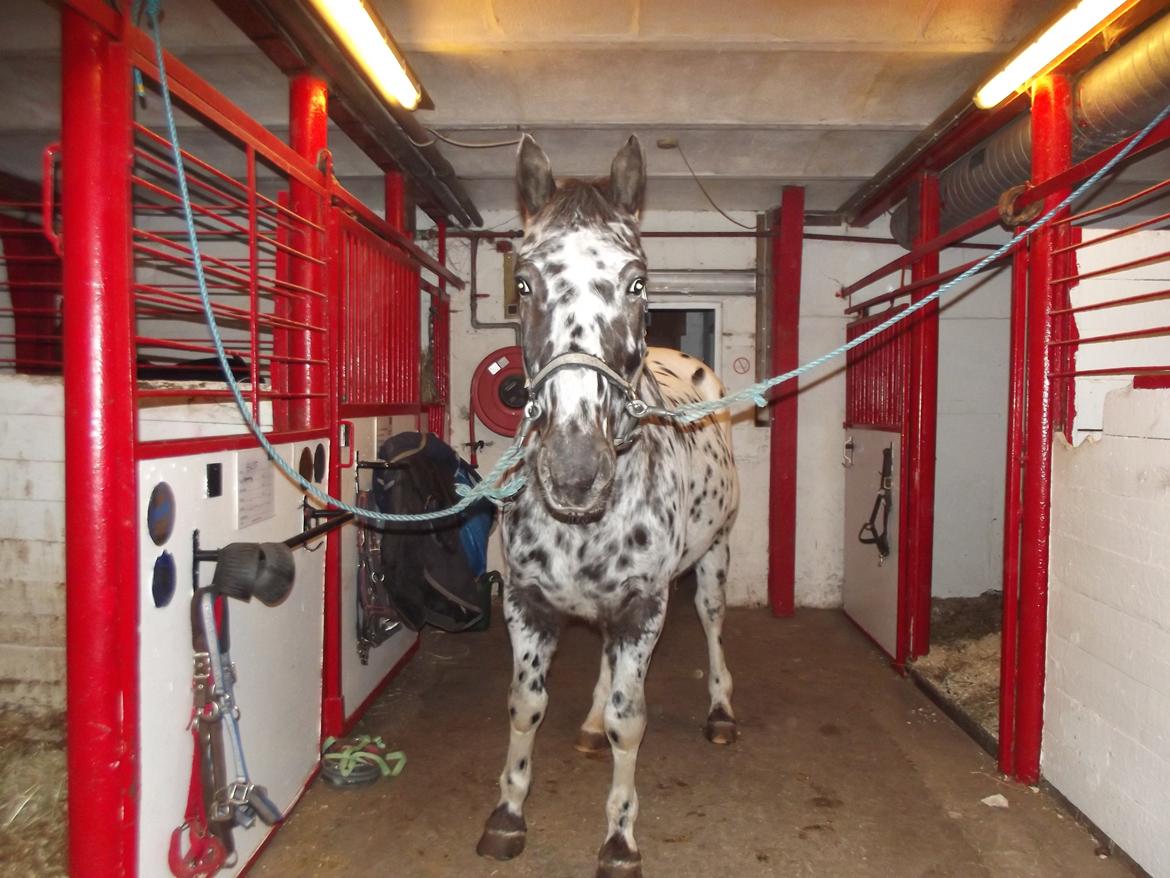 Knabstrupper plet - Haha, han ligner en der har set et spøgelse:P<3 billede 8
