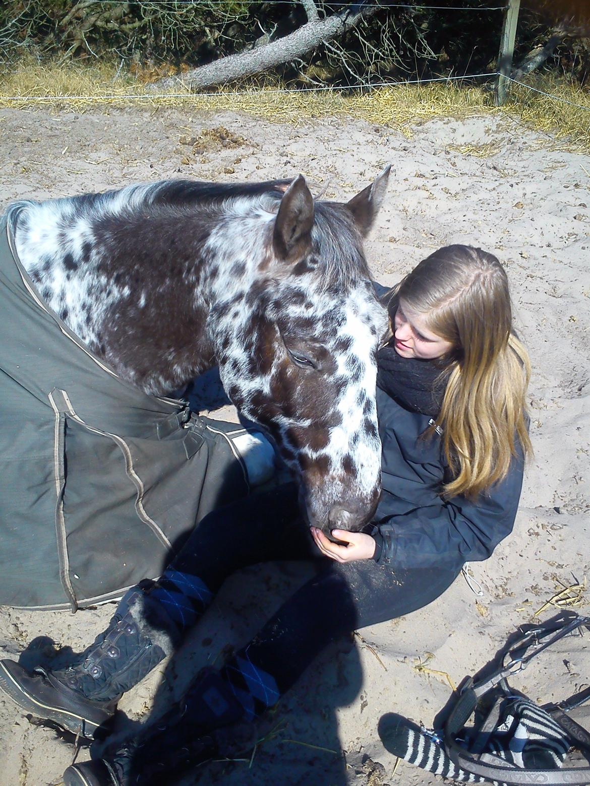 Knabstrupper plet - <3.. billede 12