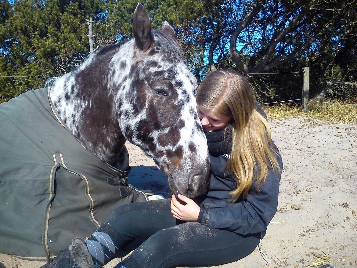 Knabstrupper plet - Kærlighed starter med kys og slutter med tåre<3. billede 14