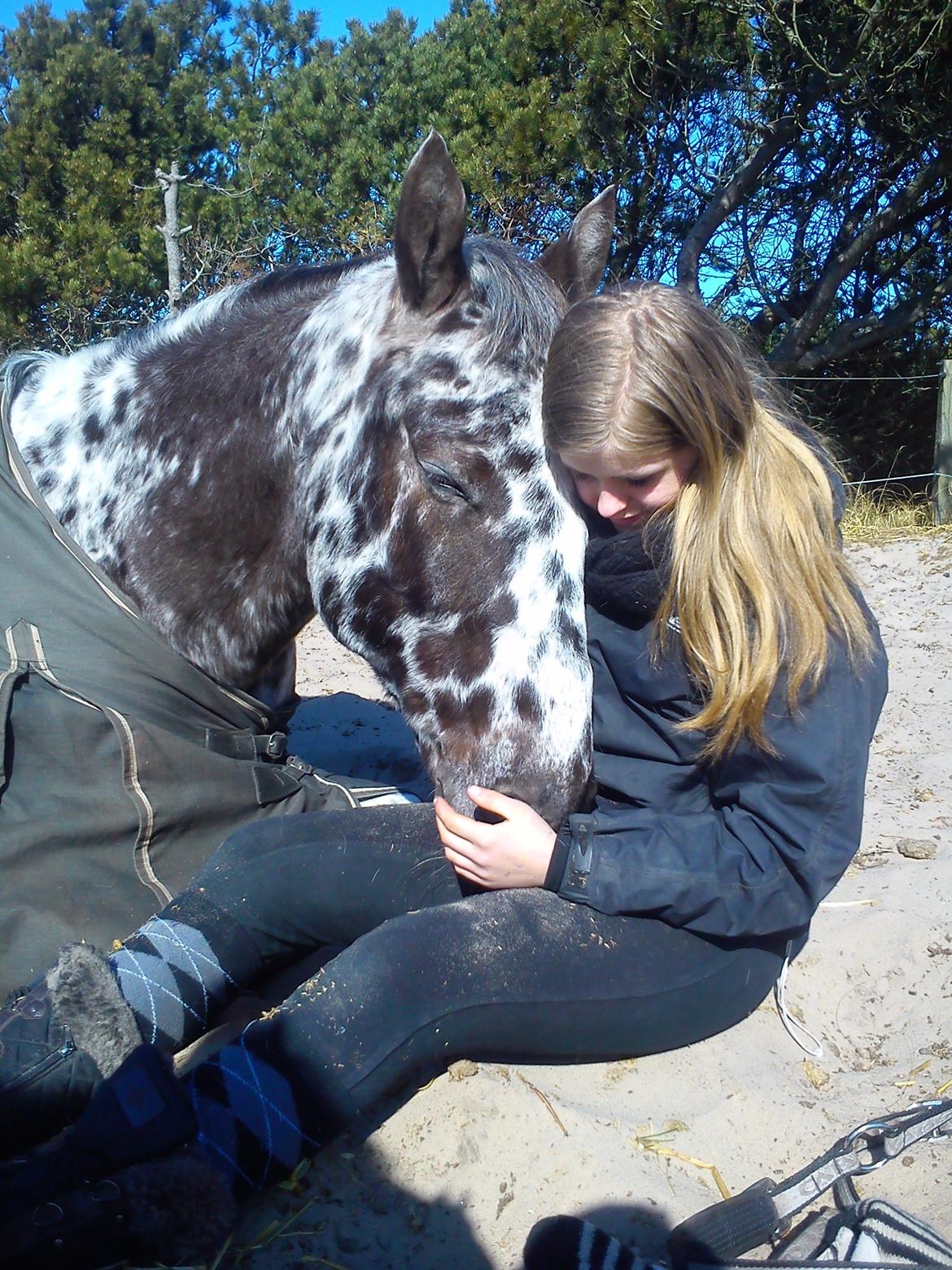 Knabstrupper plet - Hvis jeg altid har arbejdet ærligt, vil min hest bære mig til verdens ende<3.. billede 15