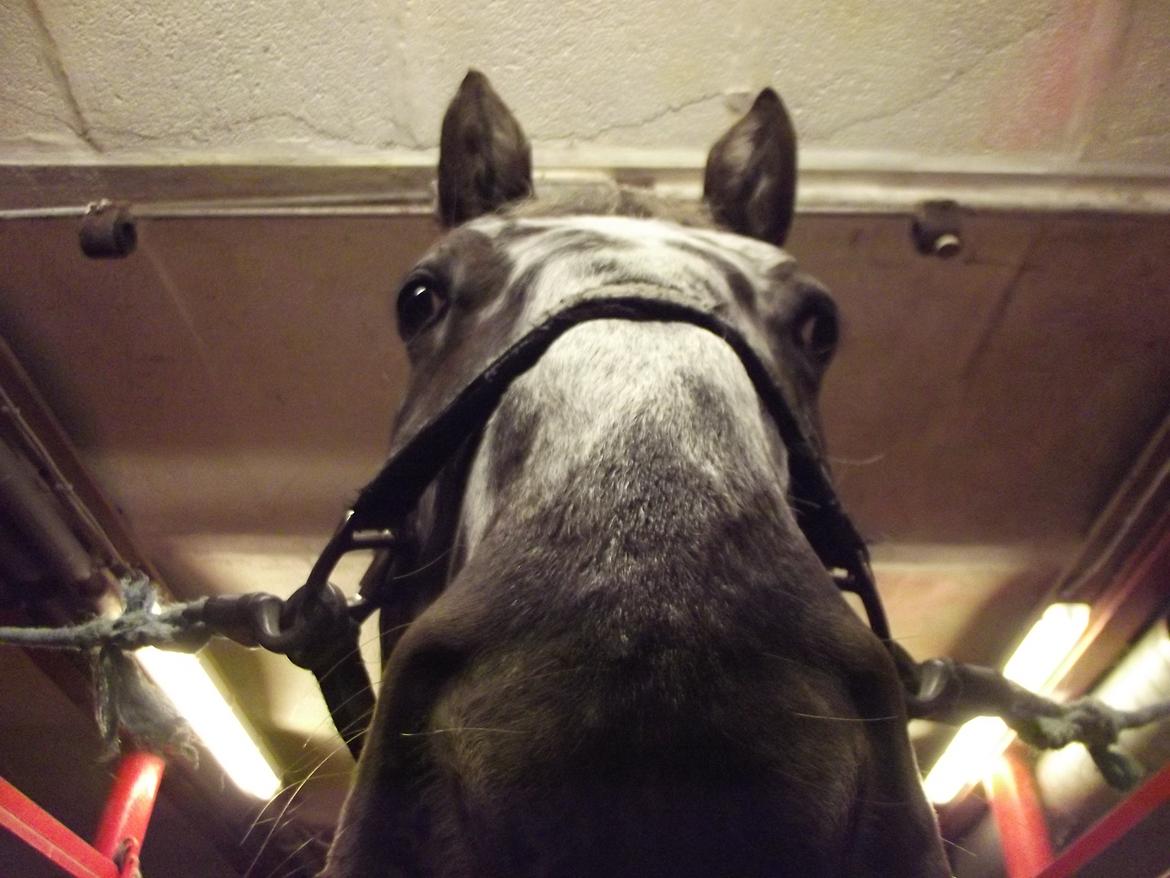 Knabstrupper plet - nysgerrig lille hest:P<3 billede 16