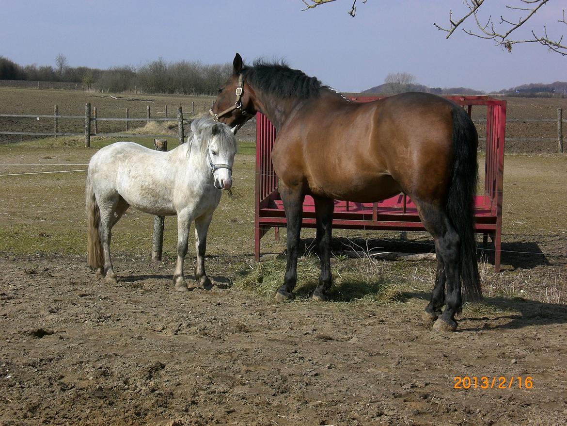 Welsh Mountain (sec A) Mariks Peredur - Peredur nyder vejret sammen med Argos 15/4-13. billede 17