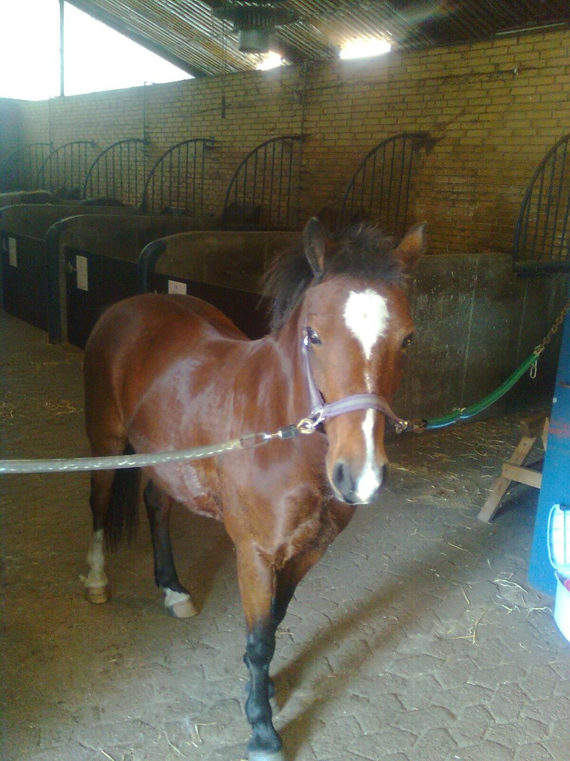 Anden særlig race Lady <3 - Første gang jeg striglede dig!! <3 billede 7