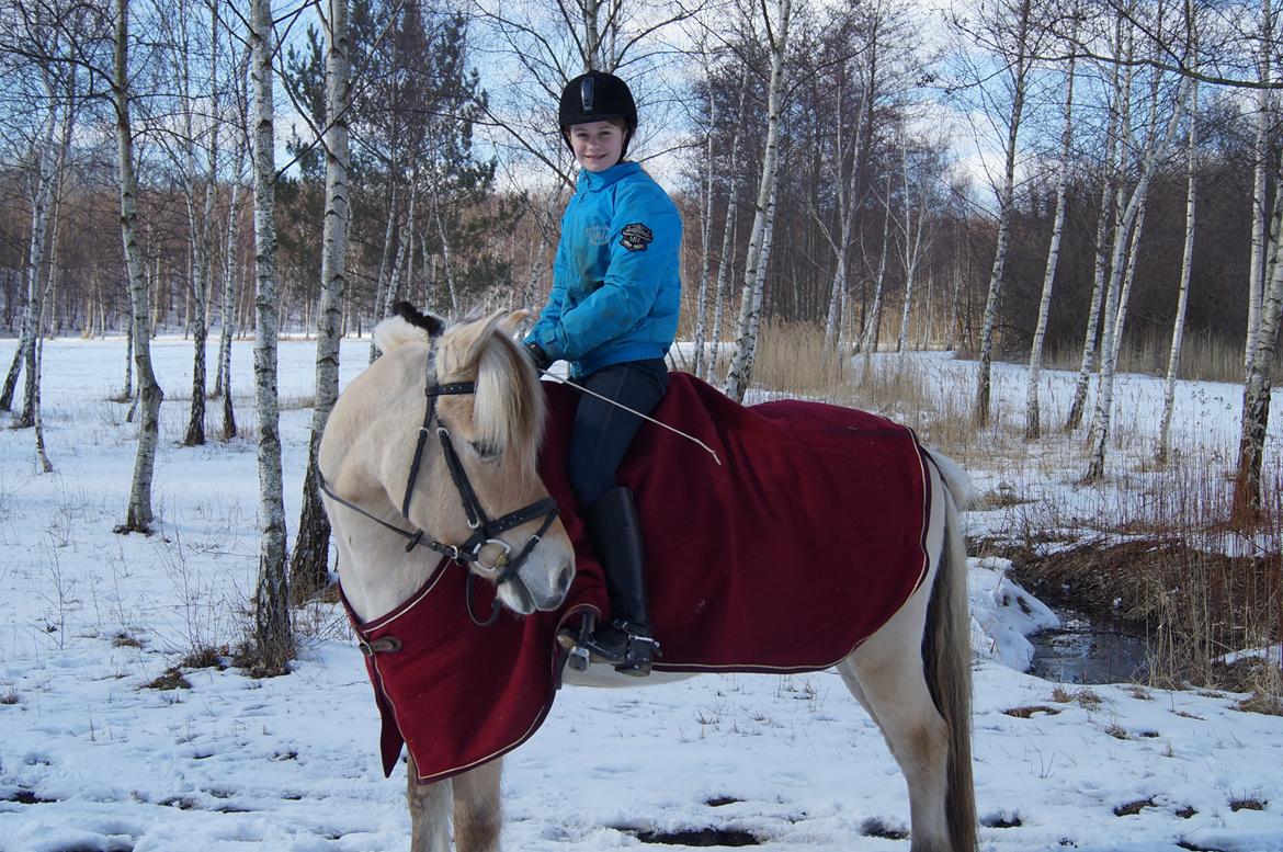 Fjordhest Thor Lysholm - December 2013 billede 16