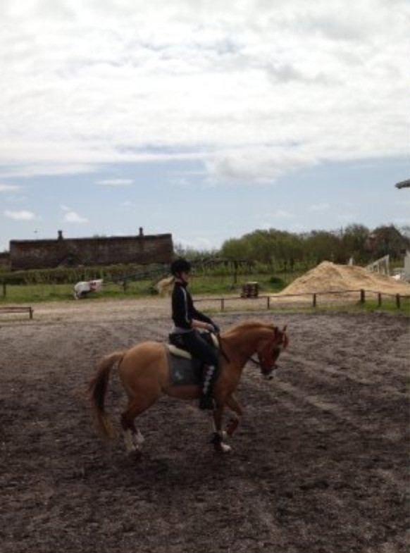 DSP Wissinggaards Dornik Special<3 billede 20