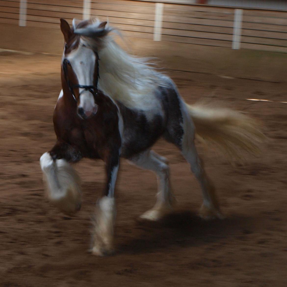 Irish Cob My Own Casmina billede 15