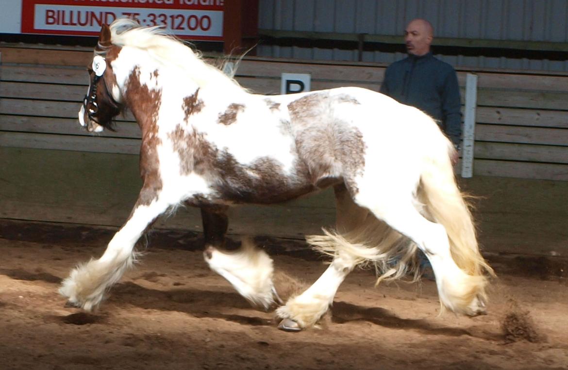 Irish Cob My Own Casmina billede 16