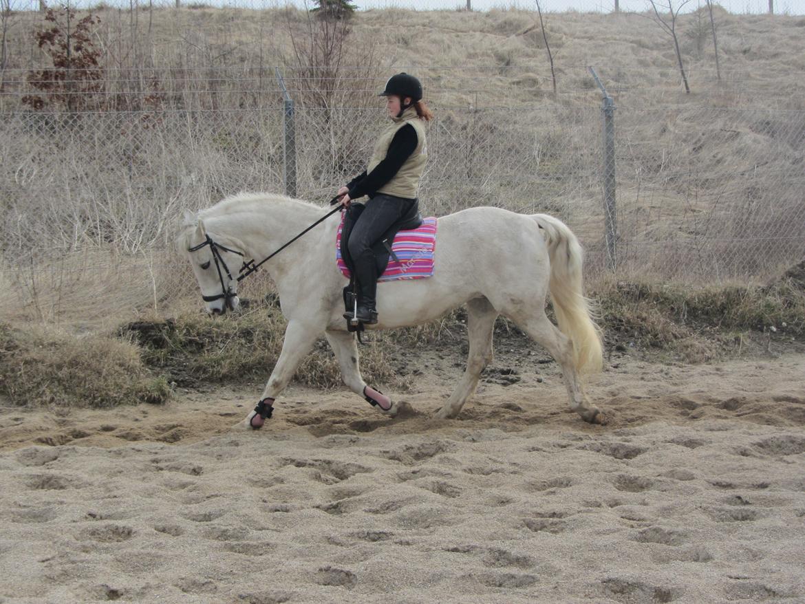 Pinto Marcia<3(Divaen<3) - Hun kan godt!<3 billede 6