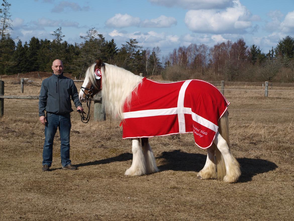 Irish Cob My Own Casmina billede 17
