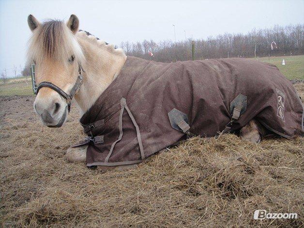 Fjordhest Thor Lysholm - Februar 2012 billede 14