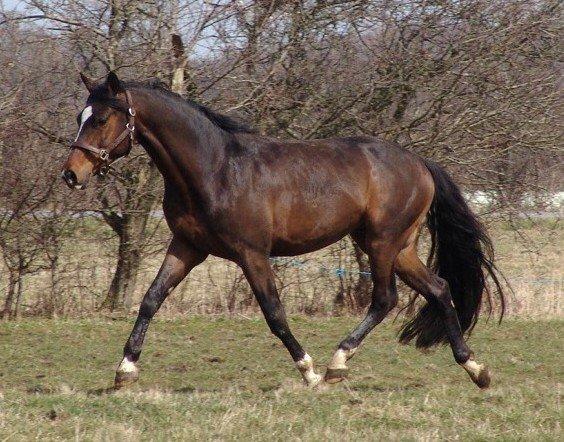Dansk Varmblod Kronborgs Deco - HINGST - 15. April 2013 billede 19