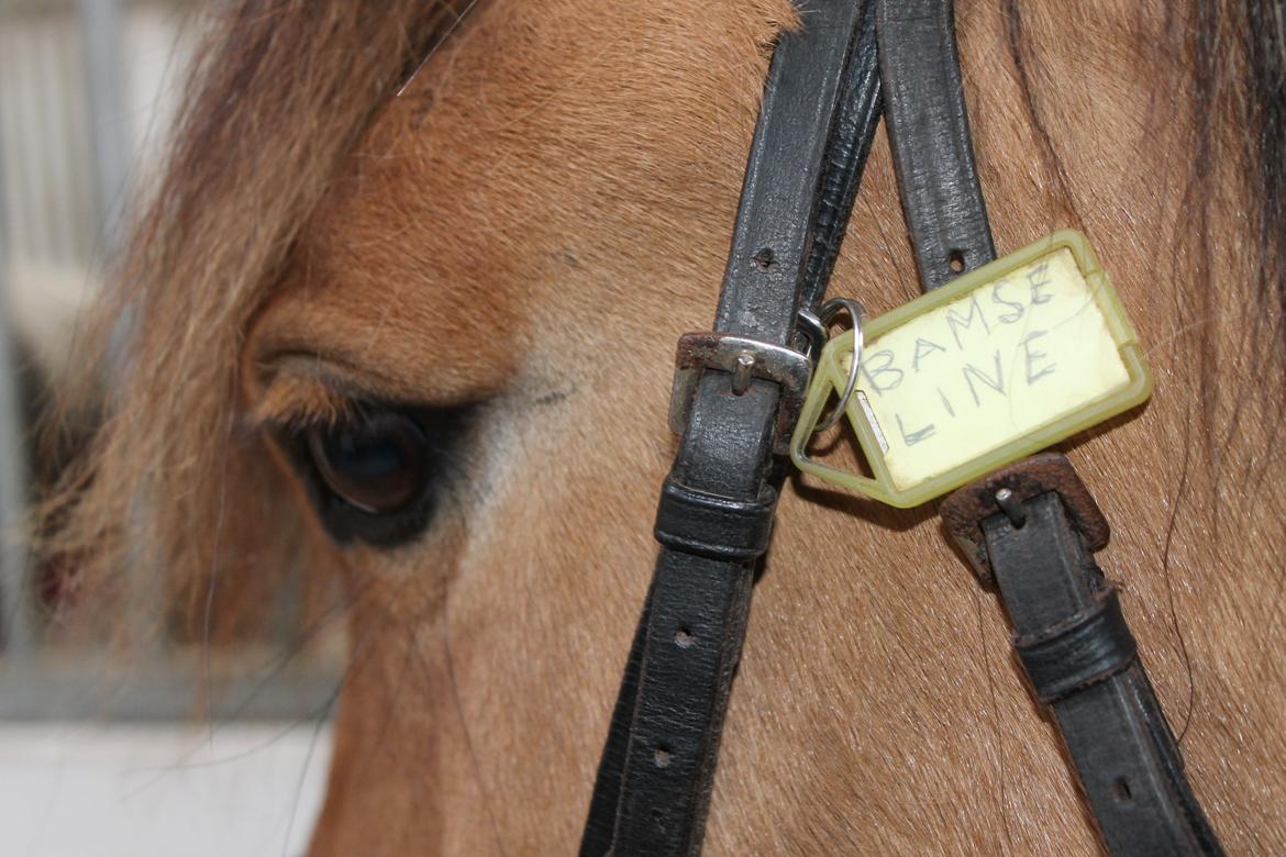 Anden særlig race Bamseline! <3 - Bamseline <3
<br>
<br>
Foto: Mig :-) billede 6