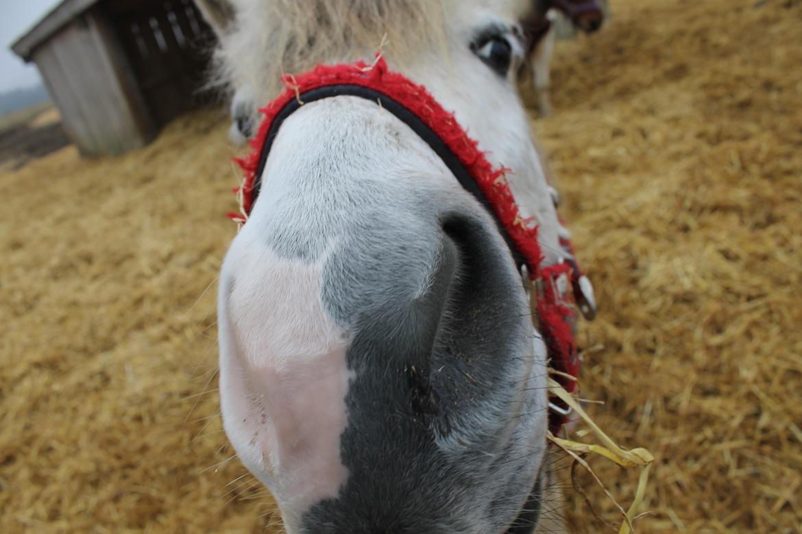 Anden særlig race Hannibal  - Søde dreng <3
<br>
<br>
Foto: Mig :-) billede 5