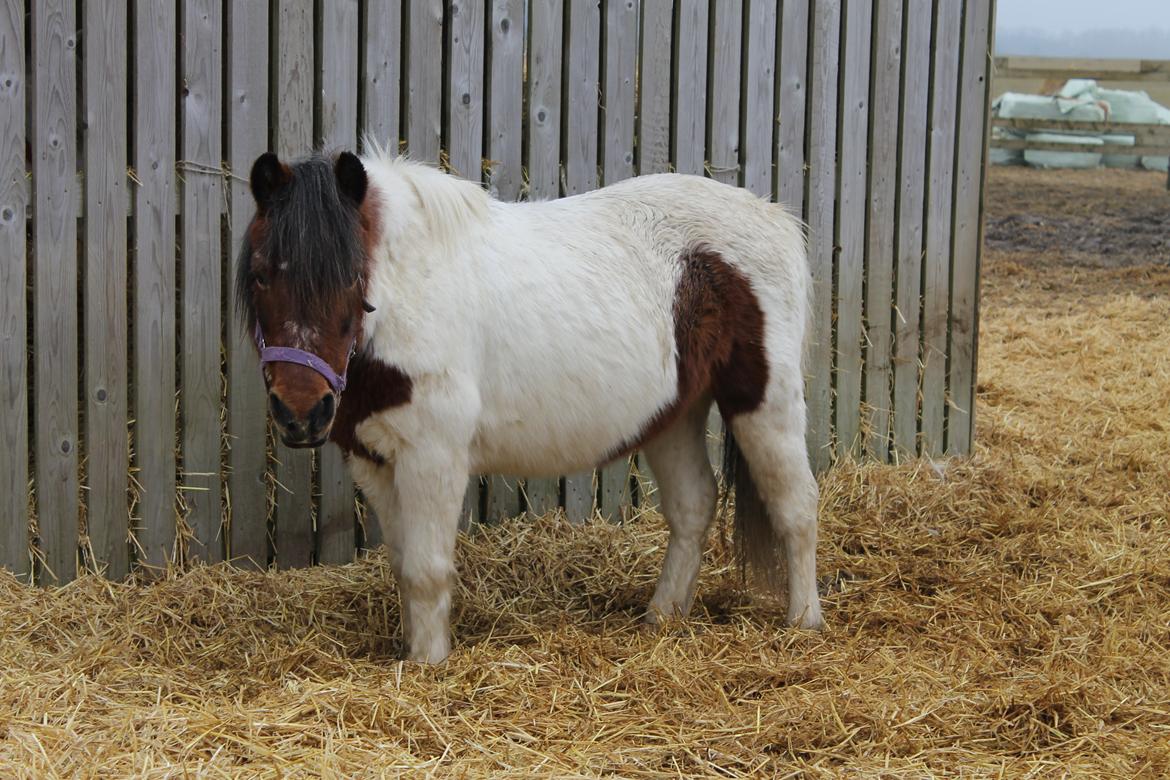 Anden særlig race Malou - Smukke <3
<br>
<br>
Foto: Mig :-) billede 1