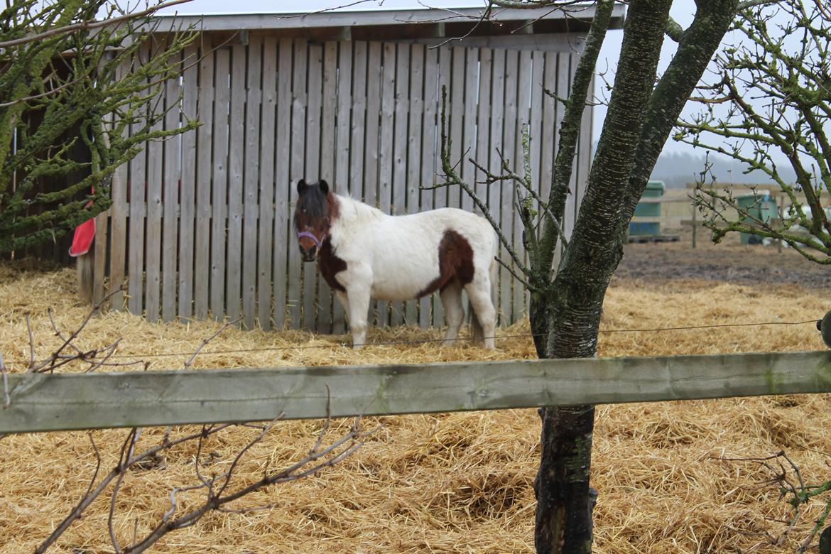 Anden særlig race Malou - 13/4-13 :-)
<br>
<br>
Foto: Mig :-) billede 11