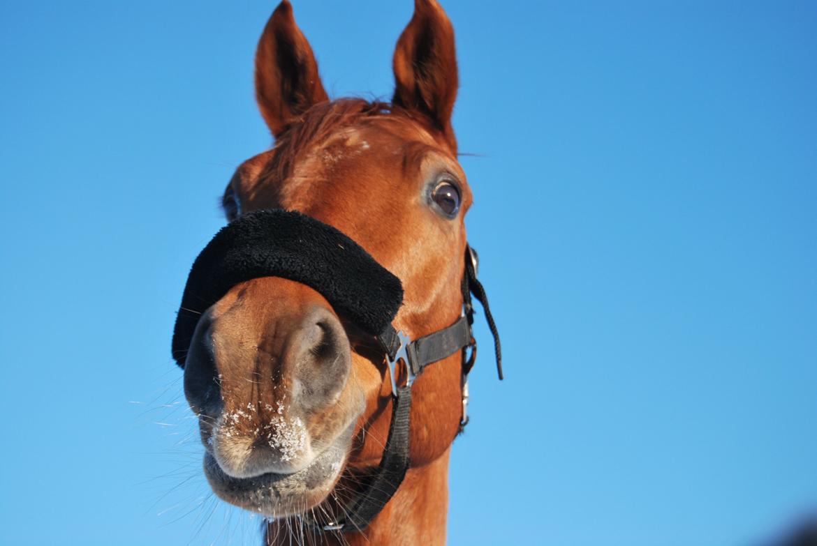 Arabisk fuldblod (OX) Hippolog  - hej og velkommen til hippos profil!<33 billede 1