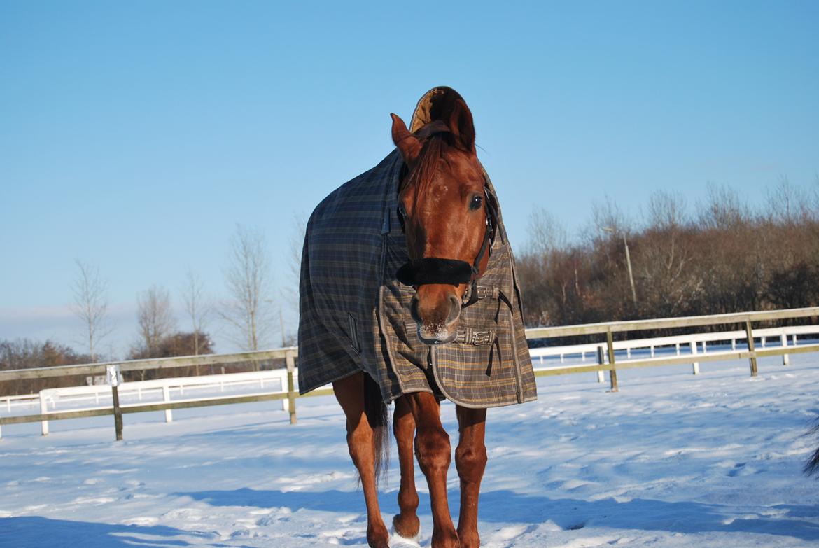 Arabisk fuldblod (OX) Hippolog  billede 9