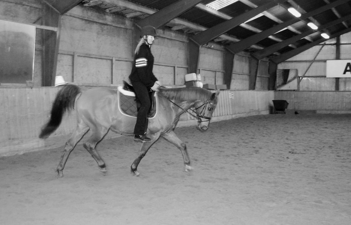 Arabisk fuldblod (OX) Hippolog  billede 2