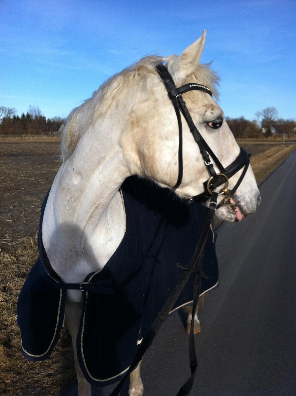 Appaloosa Flashy Littel Joe 'Har lånt' - Se din hest i øjnene, og lad dig ikke skræmme af sandheden... billede 16