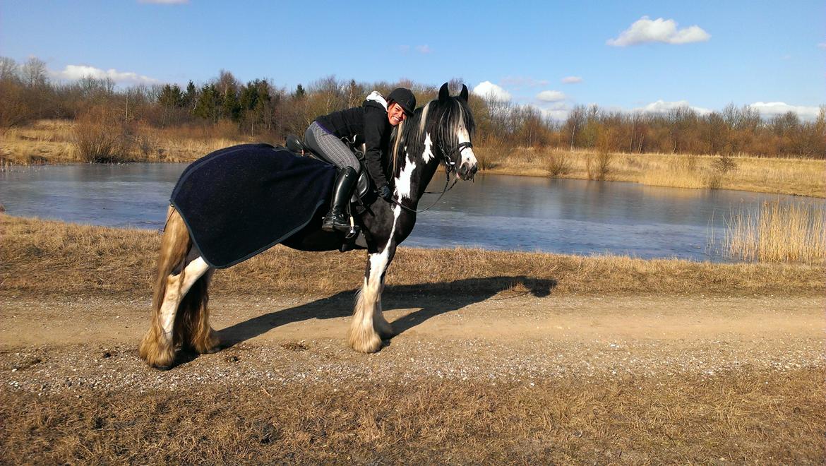Irish Cob Duke  billede 1