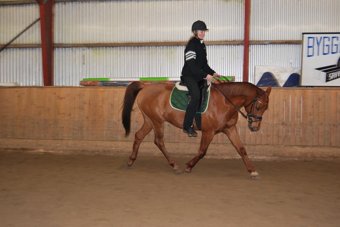 Arabisk fuldblod (OX) Hippolog  - min mor der ridder på ham<3 billede 5