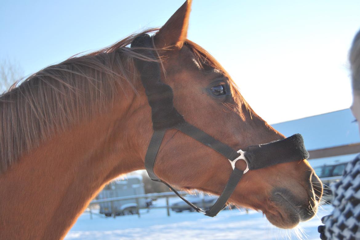 Arabisk fuldblod (OX) Hippolog  - Lækker!"<33 billede 13