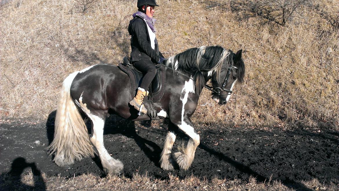 Irish Cob Duke  billede 2