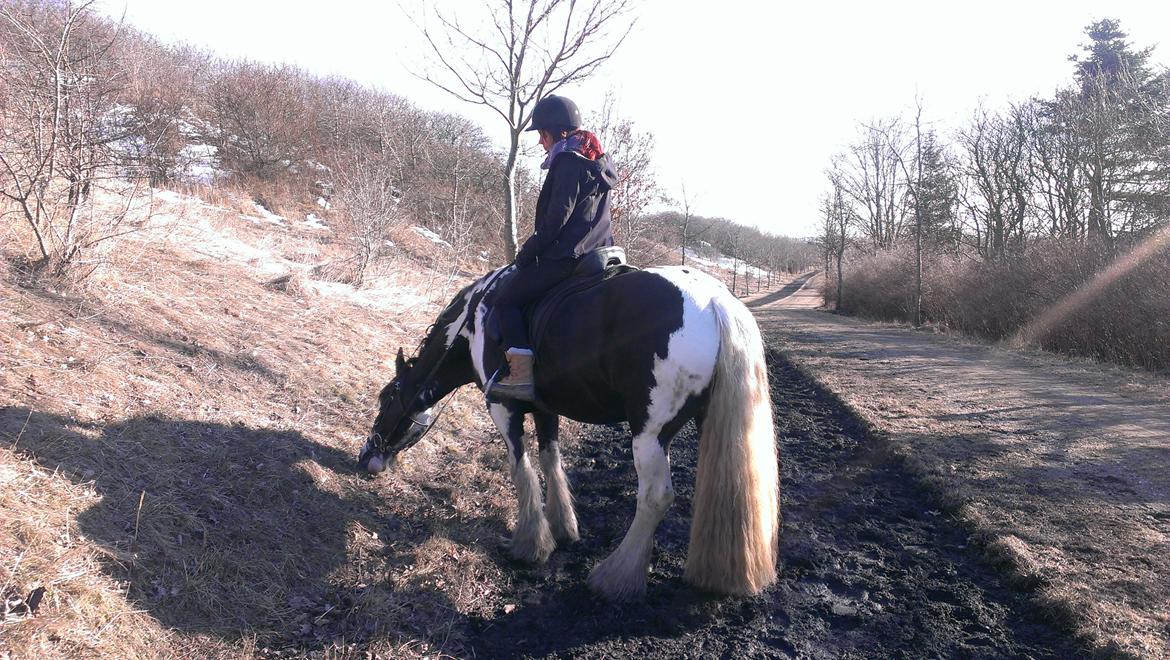 Irish Cob Duke  billede 3