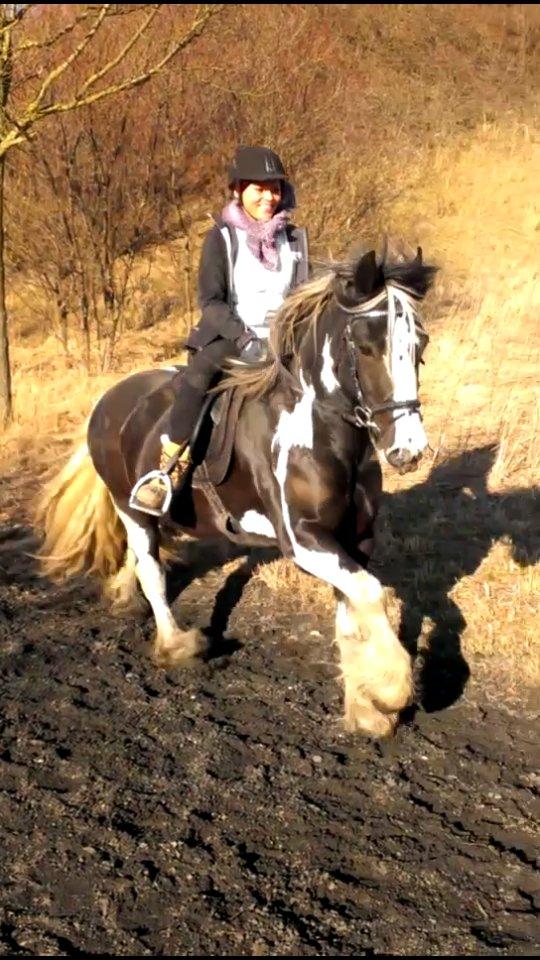 Irish Cob Duke  billede 4