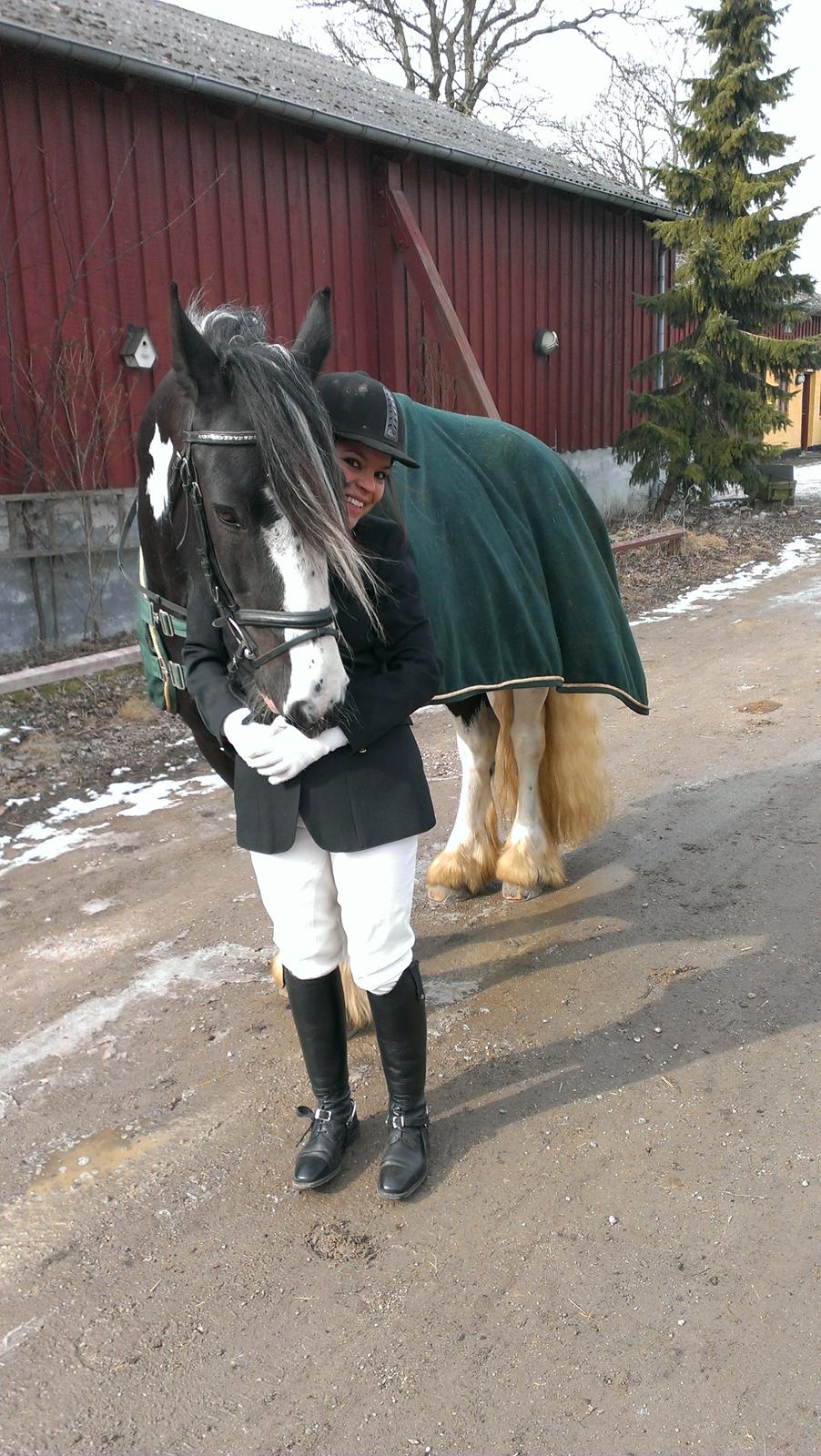 Irish Cob Duke  - Vores første stævne sammen billede 5