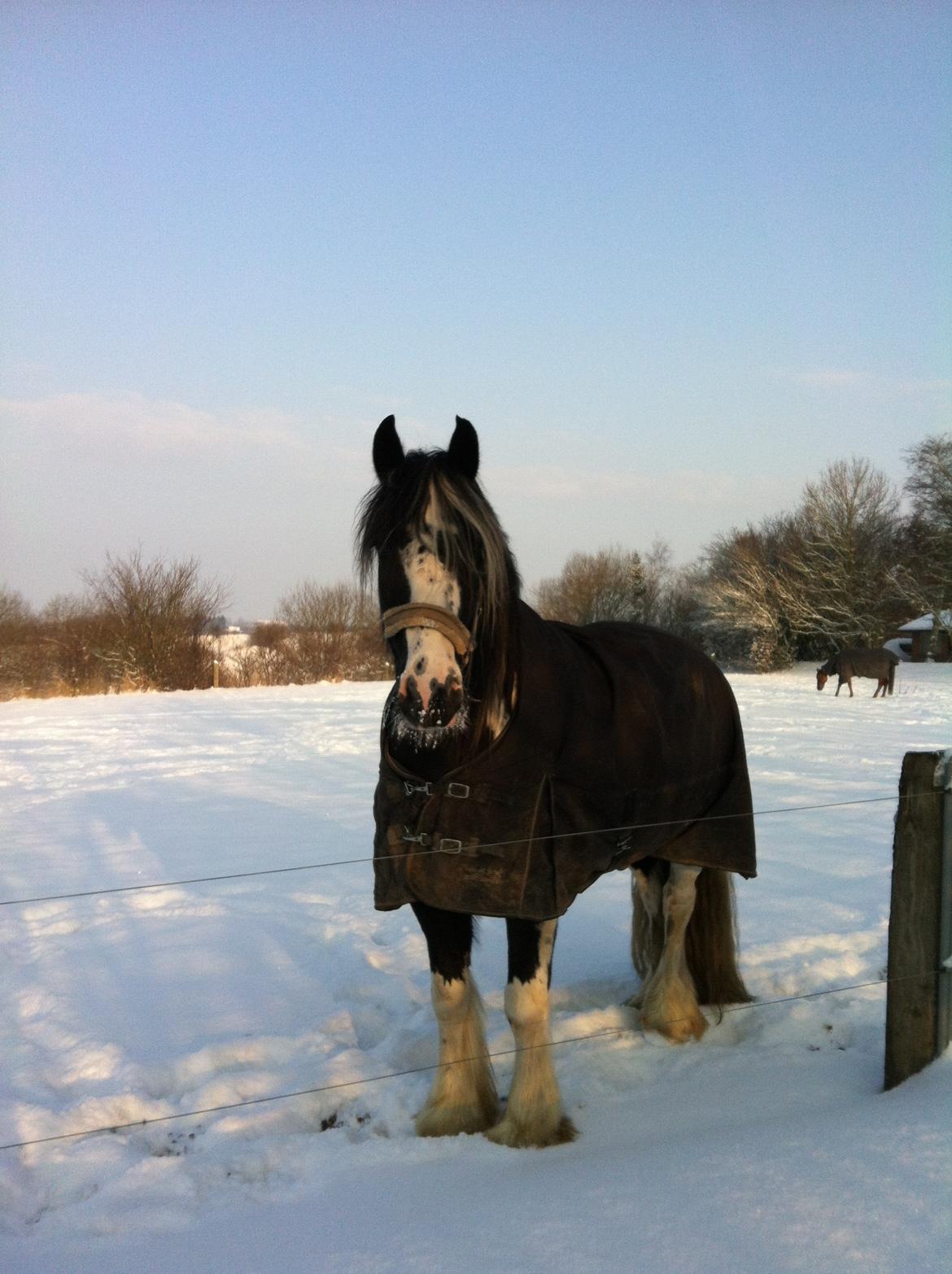 Irish Cob Duke  billede 6