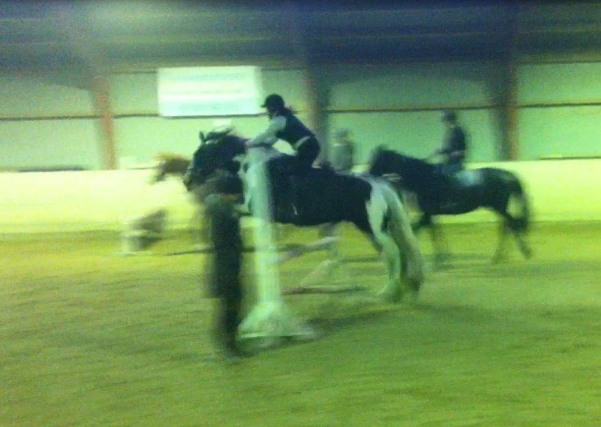 Irish Cob Duke  billede 7