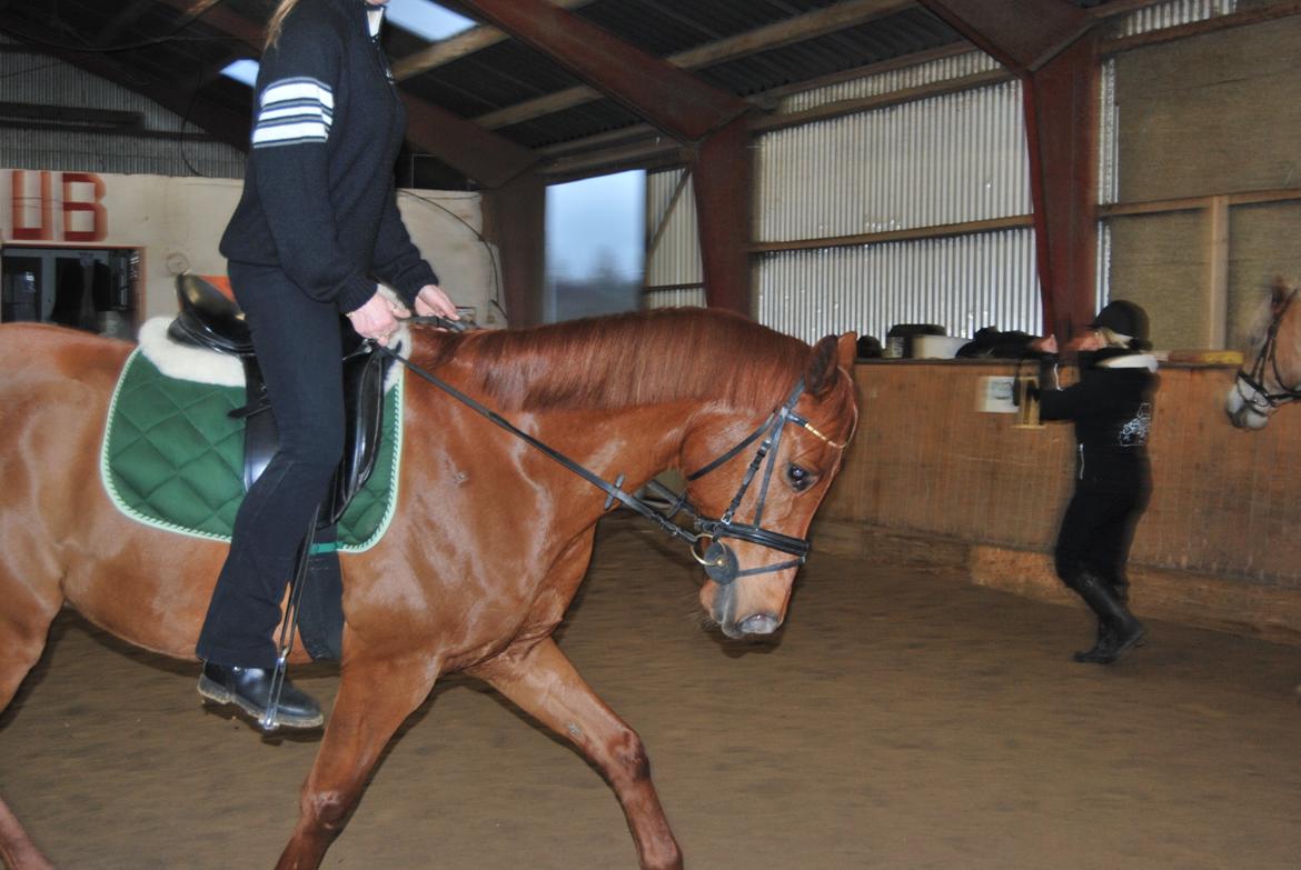 Arabisk fuldblod (OX) Hippolog  billede 10