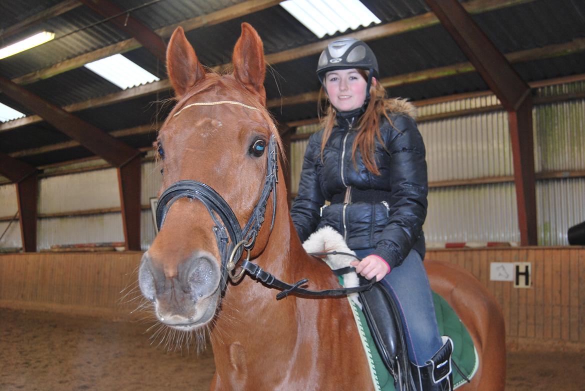 Arabisk fuldblod (OX) Hippolog  billede 6