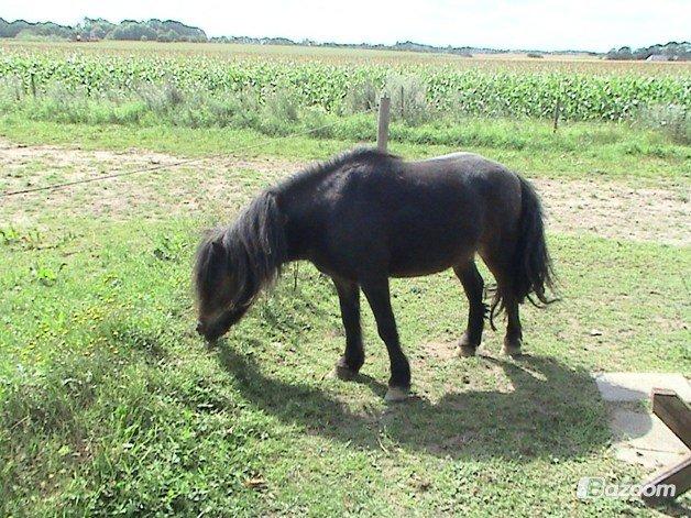 Knabstrupper Gizmo [min søsters pony] - Sommeren 2012, dejlig tynde Gizmo billede 10